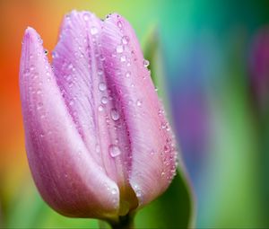 Preview wallpaper tulip, drops, close-up, pink