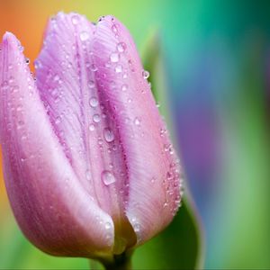 Preview wallpaper tulip, drops, close-up, pink