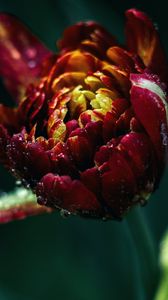 Preview wallpaper tulip, drops, close-up