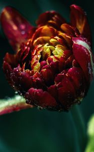 Preview wallpaper tulip, drops, close-up