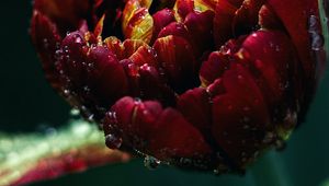 Preview wallpaper tulip, drops, close-up