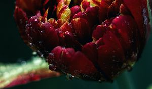 Preview wallpaper tulip, drops, close-up