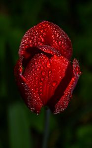 Preview wallpaper tulip, drops, flower