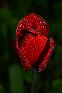 Preview wallpaper tulip, drops, flower