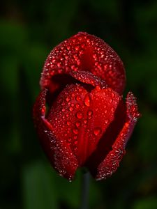 Preview wallpaper tulip, drops, flower