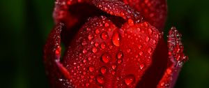 Preview wallpaper tulip, drops, flower