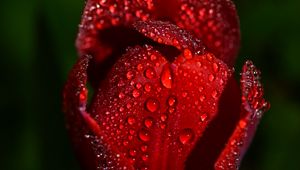 Preview wallpaper tulip, drops, flower