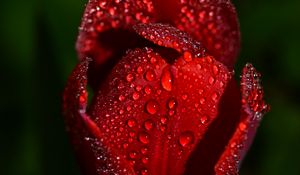 Preview wallpaper tulip, drops, flower