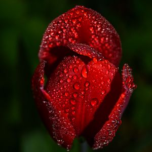 Preview wallpaper tulip, drops, flower