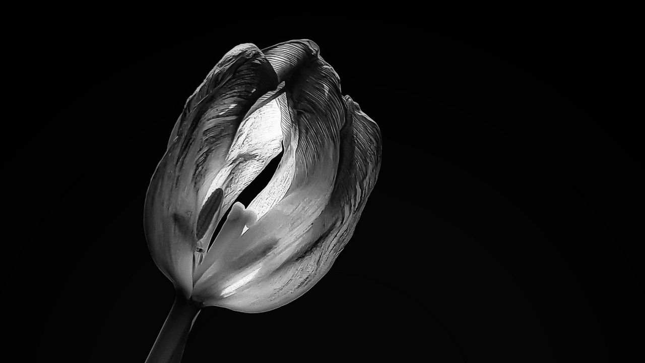 Wallpaper tulip, flower, black and white, black
