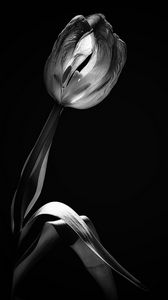 Preview wallpaper tulip, flower, black and white, black