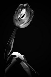 Preview wallpaper tulip, flower, black and white, black