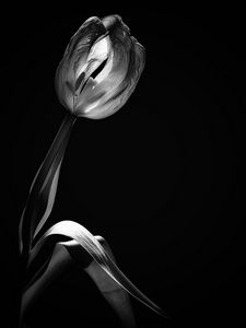 Preview wallpaper tulip, flower, black and white, black