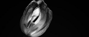 Preview wallpaper tulip, flower, black and white, black