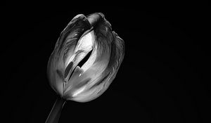 Preview wallpaper tulip, flower, black and white, black