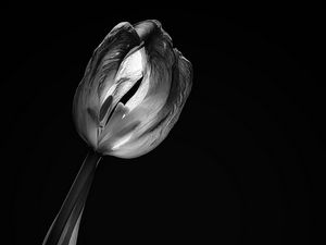 Preview wallpaper tulip, flower, black and white, black