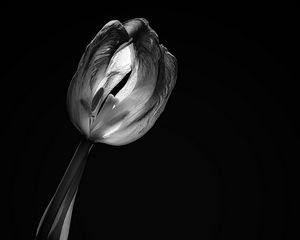 Preview wallpaper tulip, flower, black and white, black