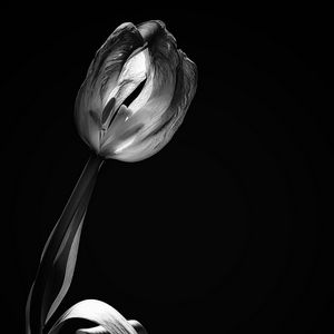 Preview wallpaper tulip, flower, black and white, black