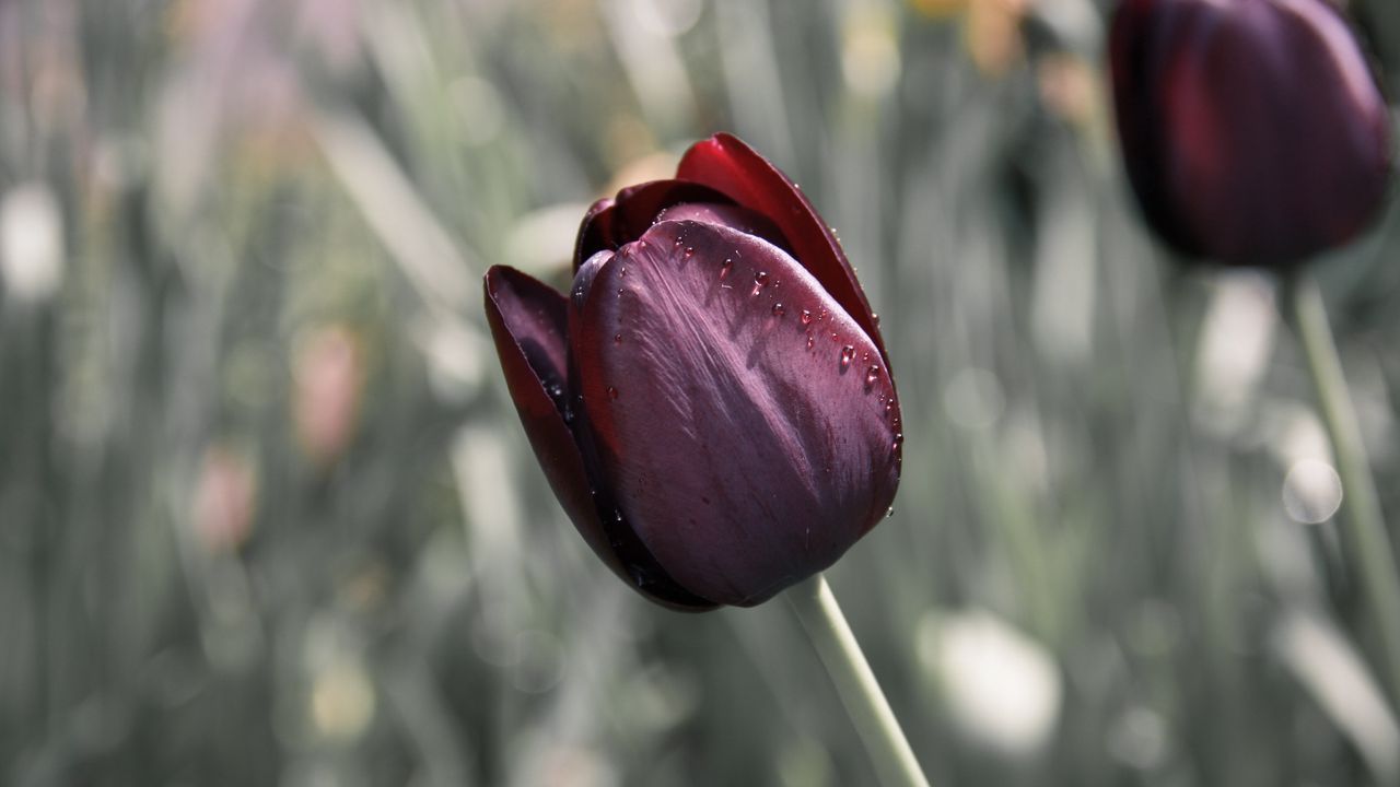 Wallpaper tulip, flower, blur, bud