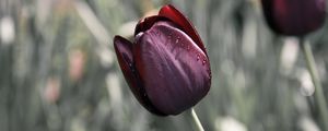 Preview wallpaper tulip, flower, blur, bud