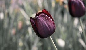 Preview wallpaper tulip, flower, blur, bud