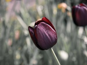 Preview wallpaper tulip, flower, blur, bud