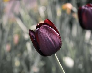 Preview wallpaper tulip, flower, blur, bud