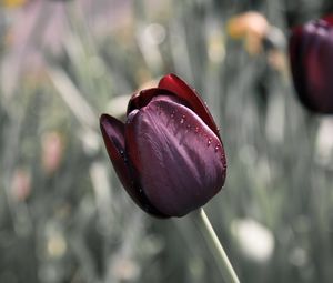 Preview wallpaper tulip, flower, blur, bud