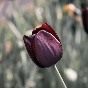 Preview wallpaper tulip, flower, blur, bud