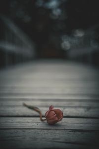 Preview wallpaper tulip, flower, blur, bud, lonely