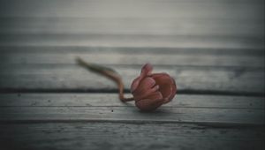 Preview wallpaper tulip, flower, blur, bud, lonely