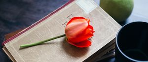 Preview wallpaper tulip, flower, books, apple, glasses, still life, aesthetics