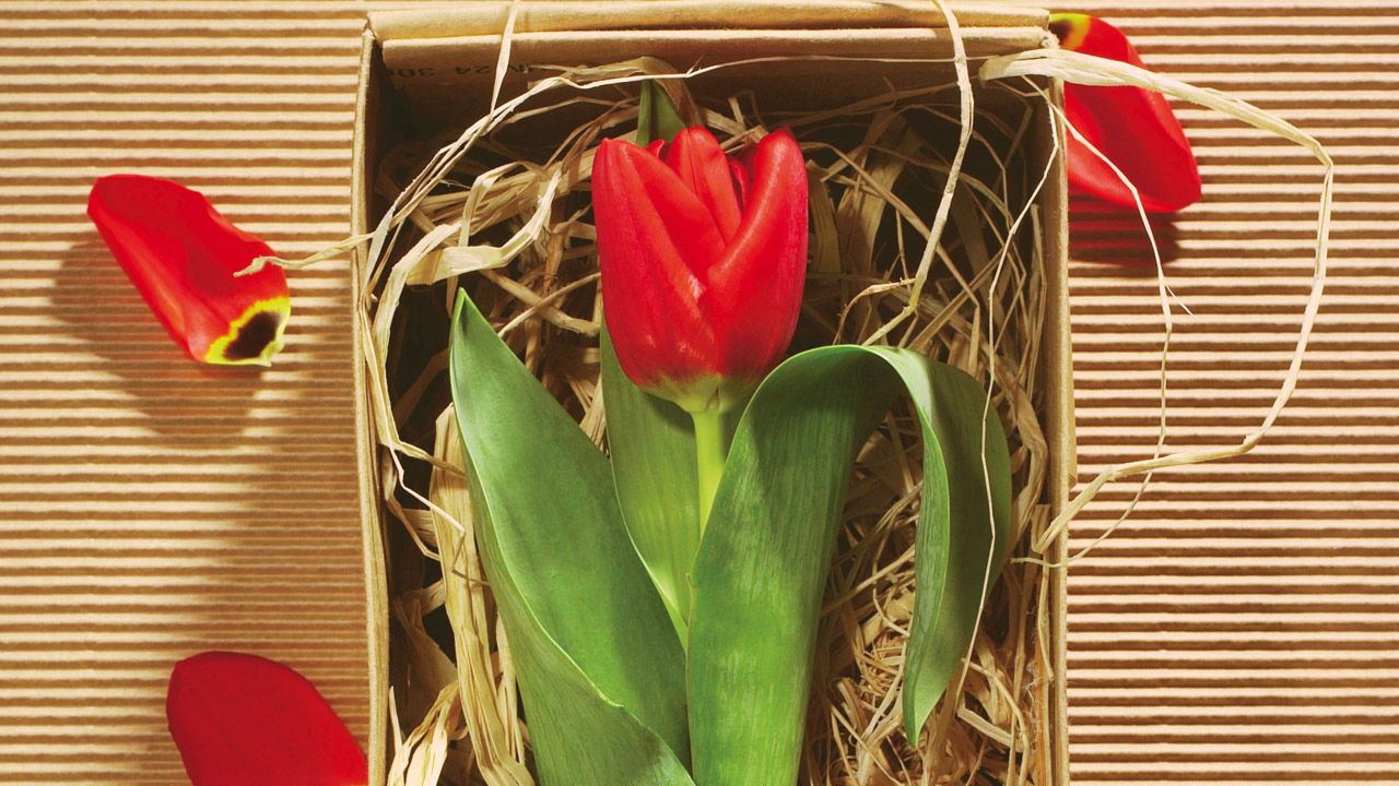 Wallpaper tulip, flower, box, gift, ribbon, petals