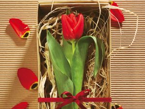 Preview wallpaper tulip, flower, box, gift, ribbon, petals