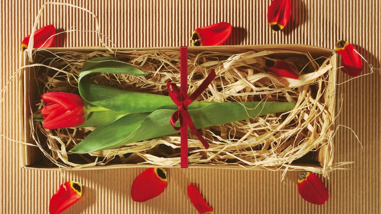 Wallpaper tulip, flower, boxes, gift, ribbon, petals, packing