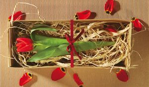 Preview wallpaper tulip, flower, boxes, gift, ribbon, petals, packing