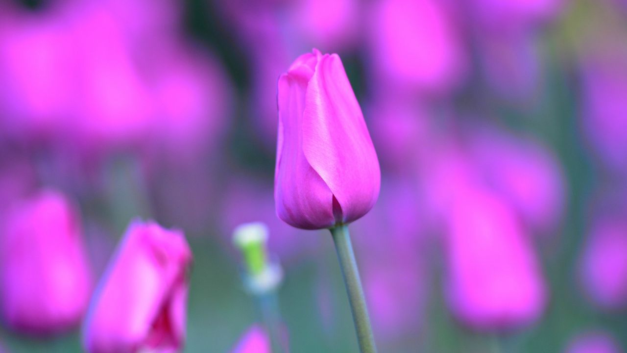 Wallpaper tulip, flower, bud, stem
