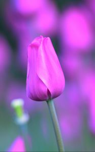 Preview wallpaper tulip, flower, bud, stem