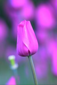 Preview wallpaper tulip, flower, bud, stem