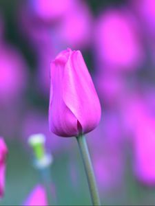 Preview wallpaper tulip, flower, bud, stem