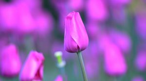 Preview wallpaper tulip, flower, bud, stem