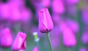 Preview wallpaper tulip, flower, bud, stem