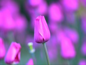 Preview wallpaper tulip, flower, bud, stem