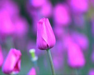 Preview wallpaper tulip, flower, bud, stem