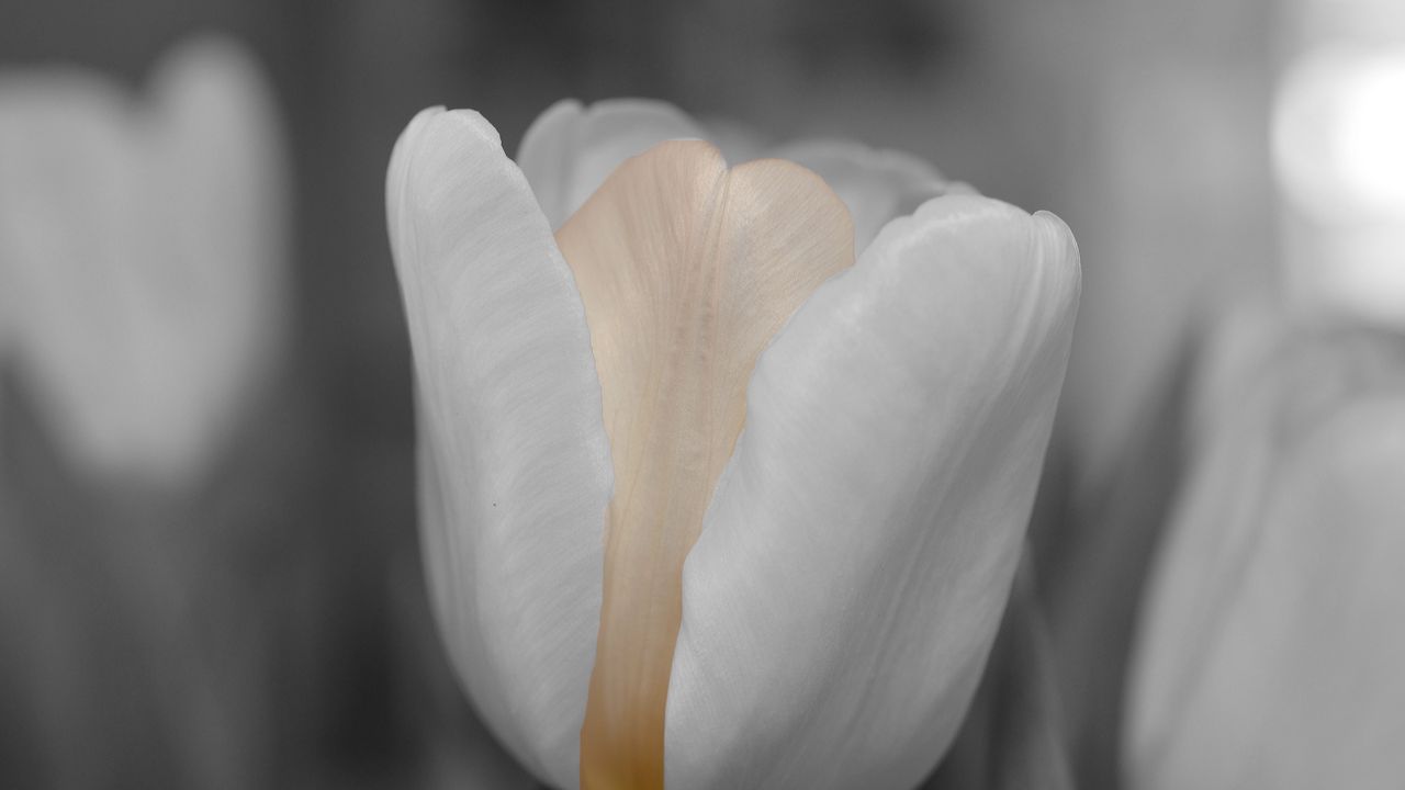 Wallpaper tulip, flower, bud, petals, blur