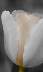 Preview wallpaper tulip, flower, bud, petals, blur