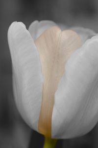 Preview wallpaper tulip, flower, bud, petals, blur