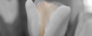 Preview wallpaper tulip, flower, bud, petals, blur