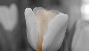 Preview wallpaper tulip, flower, bud, petals, blur