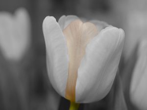 Preview wallpaper tulip, flower, bud, petals, blur